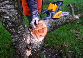 Tree Removal